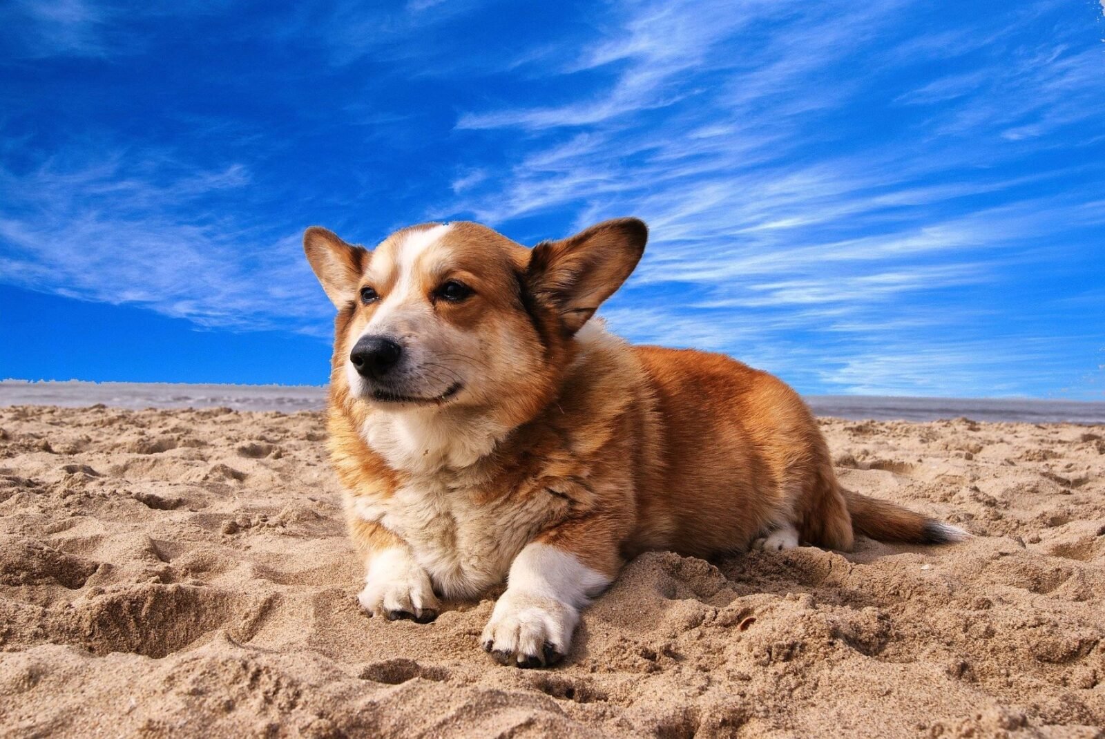 Como cuidar dos pets durante o verão