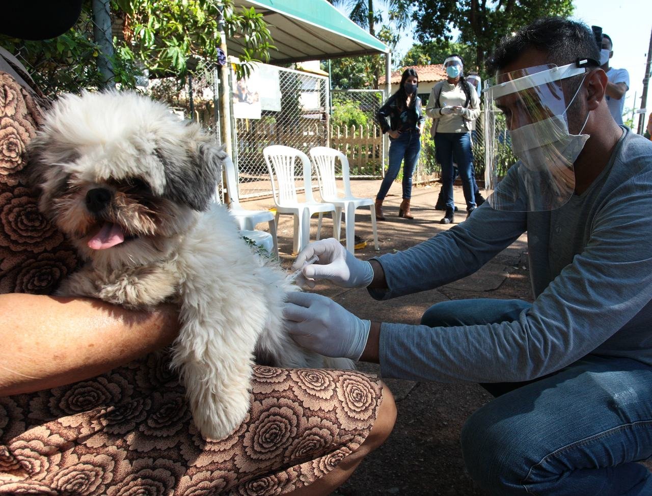 Campanha de vacinação contra a raiva protege mais de 70 mil animais