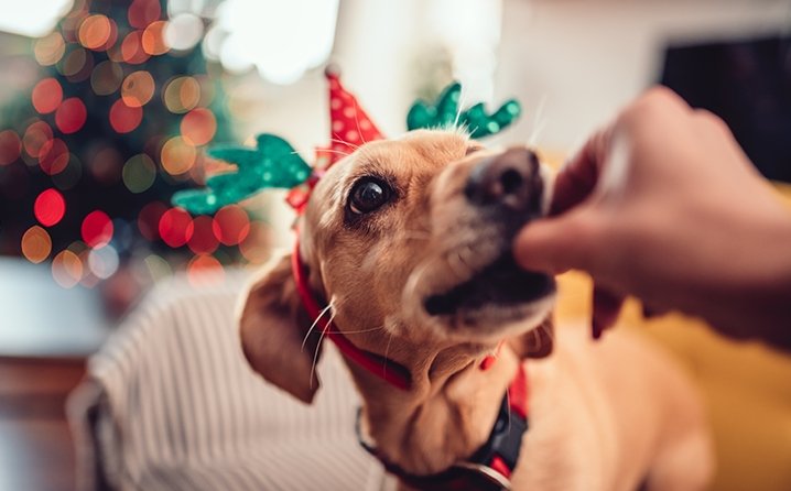 Dicas de cuidados com os pets nas festas de final de ano